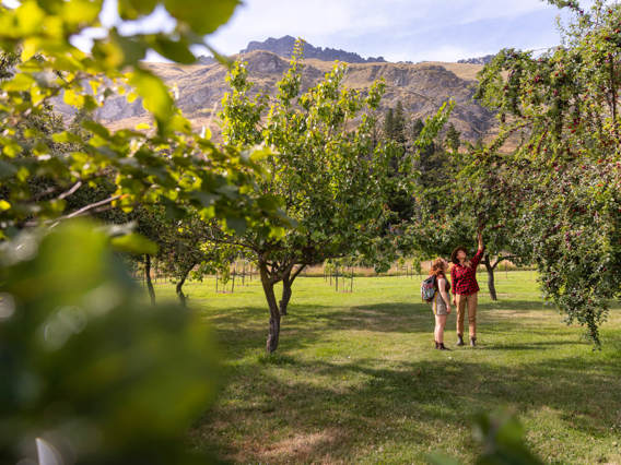 Guests explore the orchard at Walter Peak’s Garden to Table Experience, surrounded by lush fruit trees and scenic mountain views.
