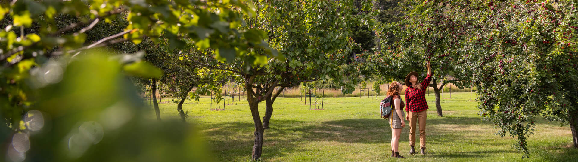 Guests explore the orchard at Walter Peak’s Garden to Table Experience, surrounded by lush fruit trees and scenic mountain views.