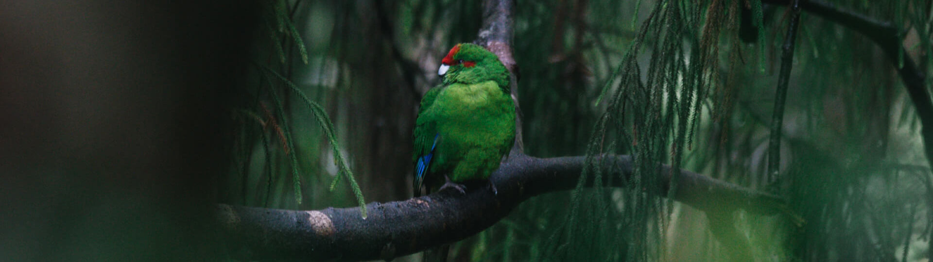 Green Kākāriki parrot perched on a branch in a dense, misty forest, surrounded by soft green foliage and dappled natural light filtering through trees.