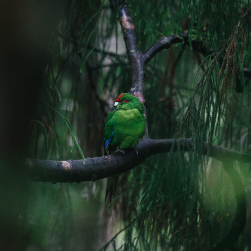 Green Kākāriki parrot perched on a branch in a dense, misty forest, surrounded by soft green foliage and dappled natural light filtering through trees.