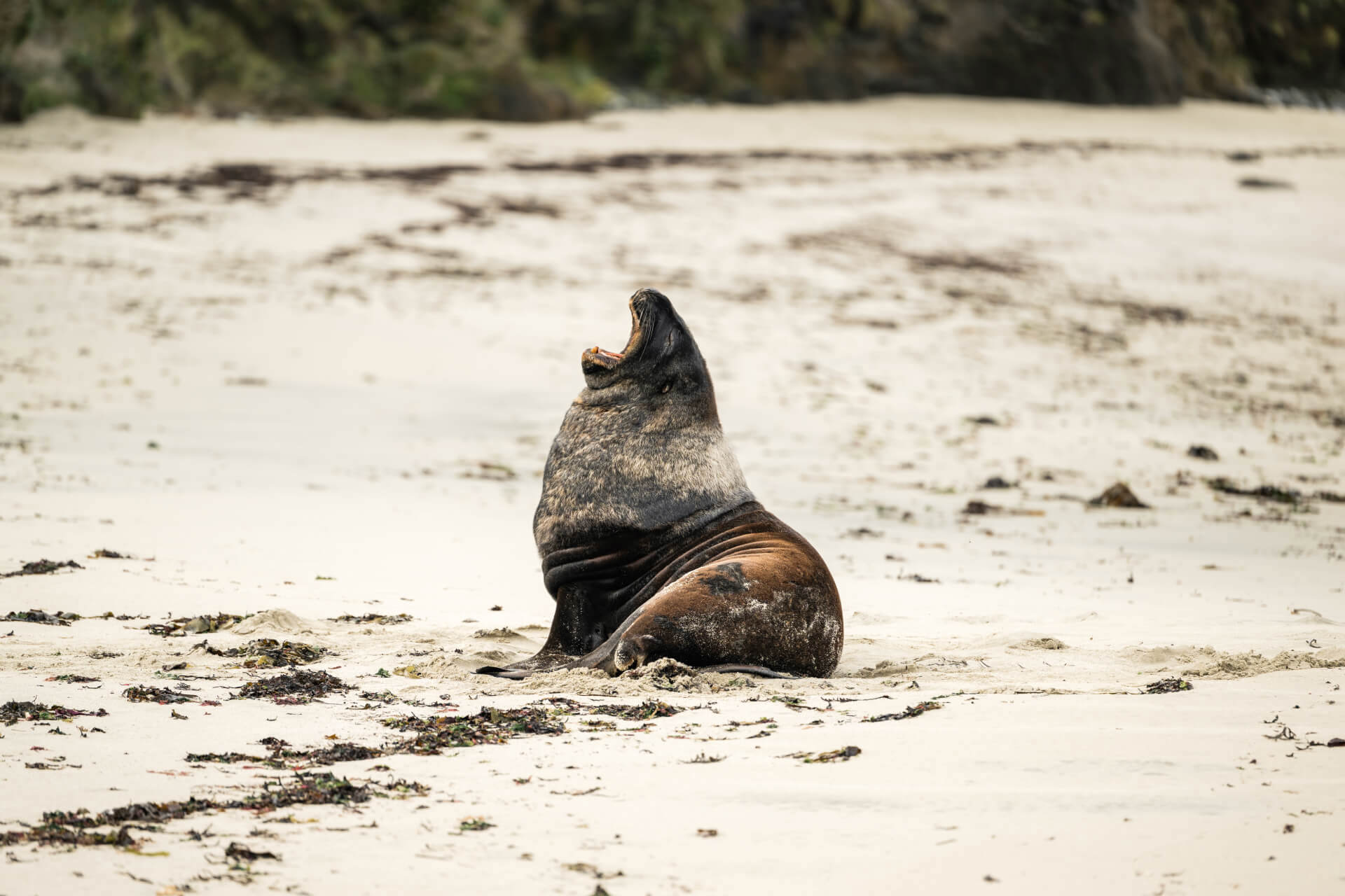 A sea lion opens its mouth wide as it yawns on a secluded beach on Stewart Island.