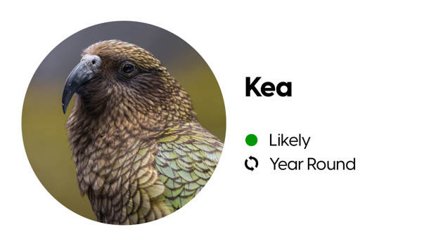 Wildlife block depicting the likelihood of spotting a kea in Milford Sound.