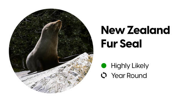 Wildlife block depicting the likelihood of spotting a New Zealand Fur Seal in Milford Sound.