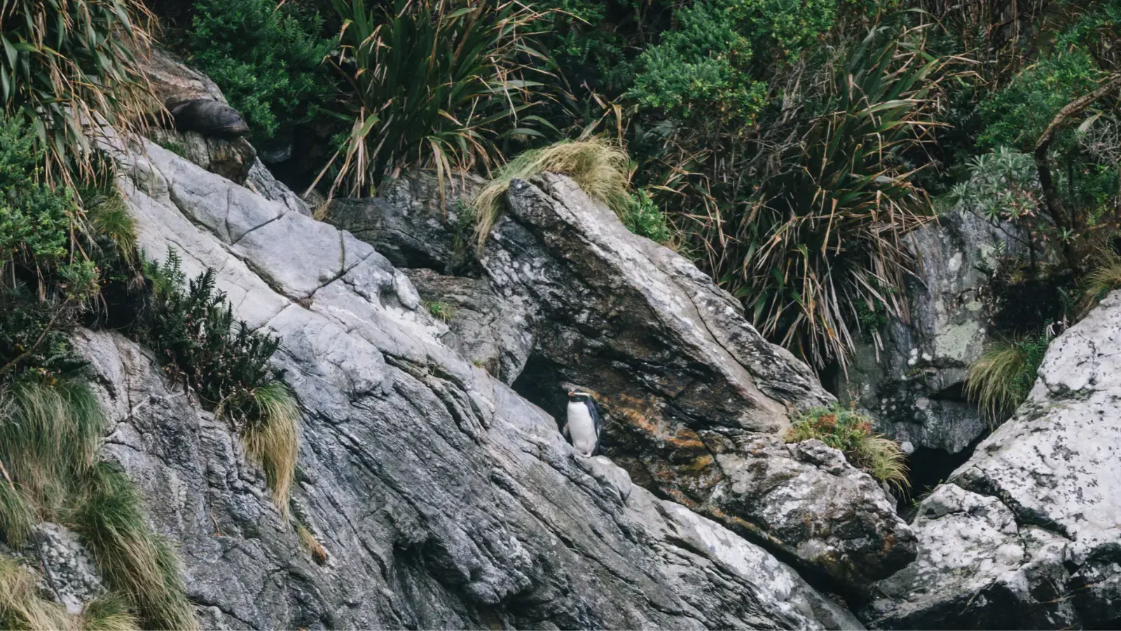 A Fiordland Crested Penguin walks across some rocks in Doubtful Sound, New Zealand.