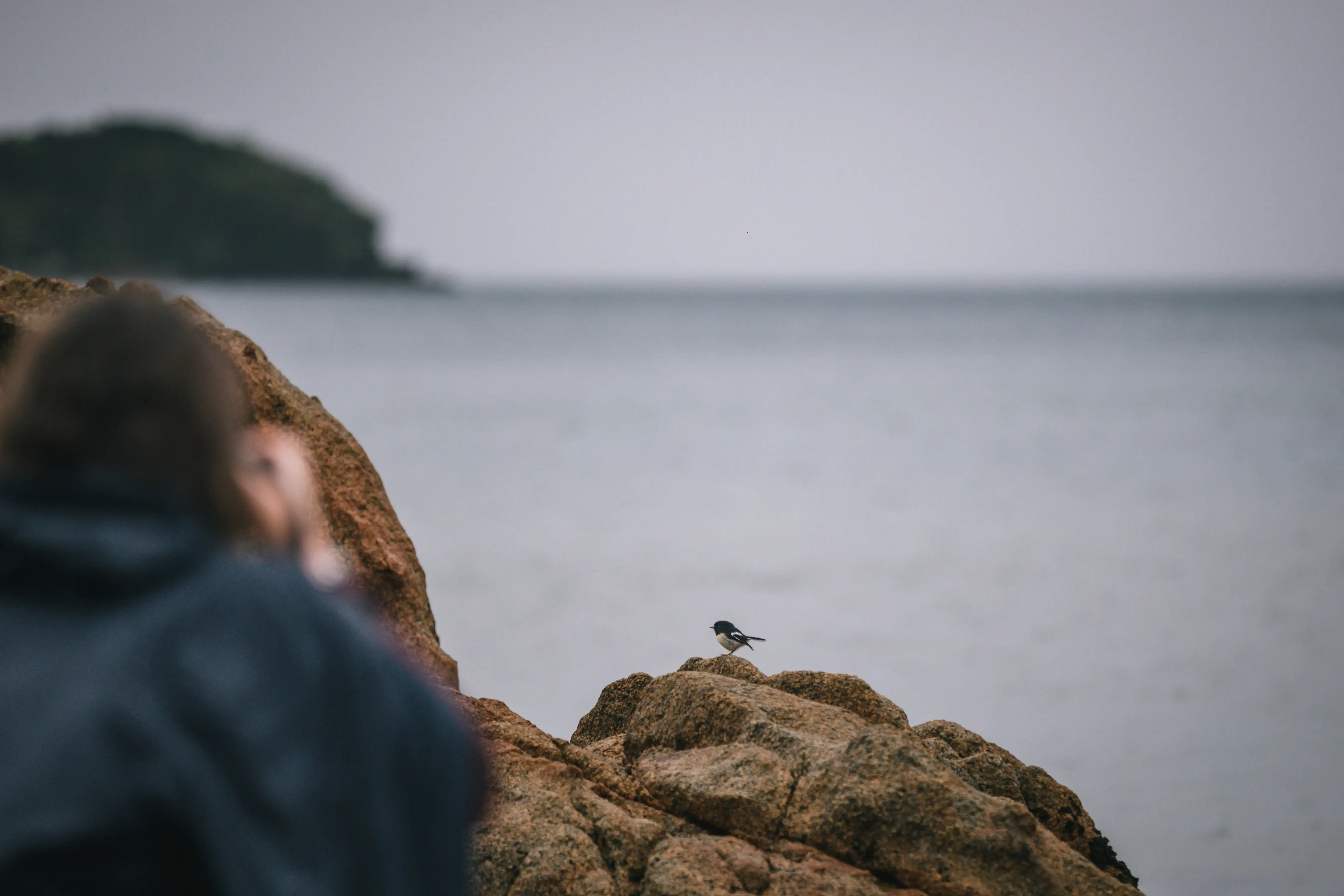 Guest observing wildlife on a rocky coastline.