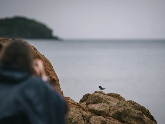 Guest observing wildlife on a rocky coastline.