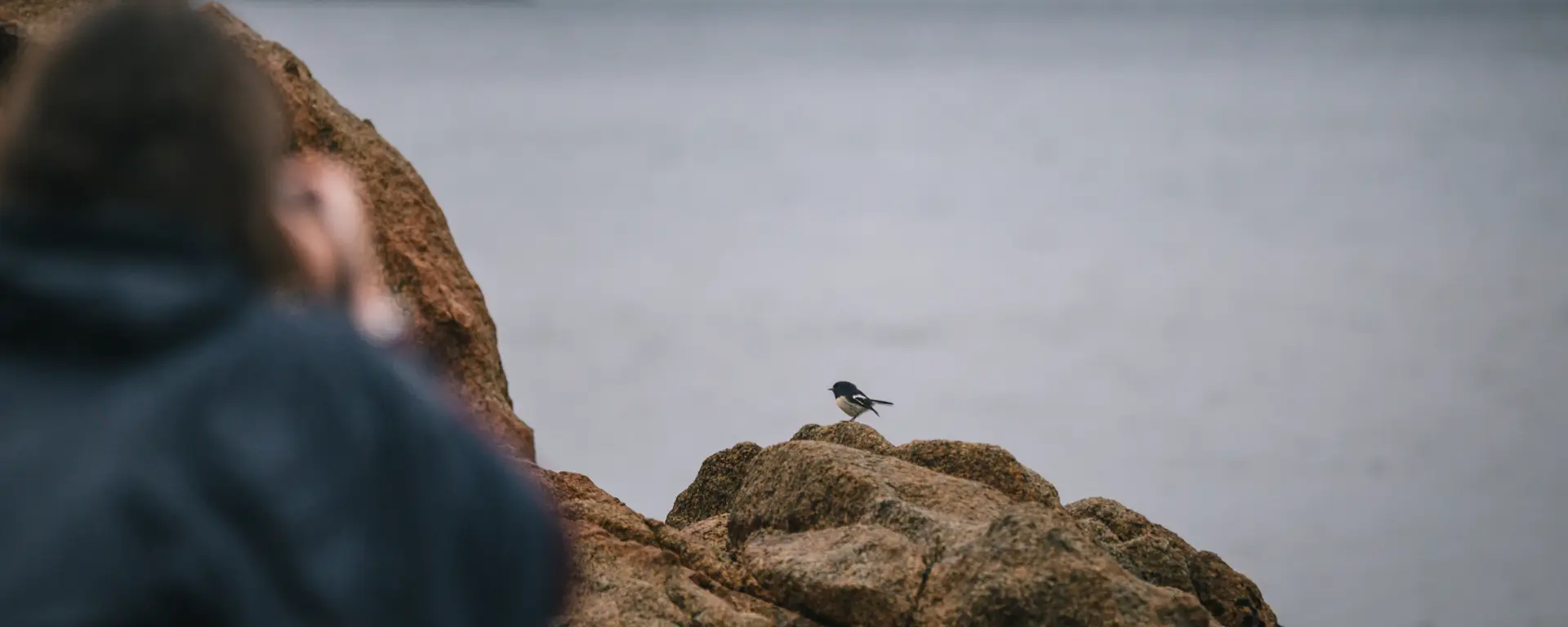 Guest observing wildlife on a rocky coastline.