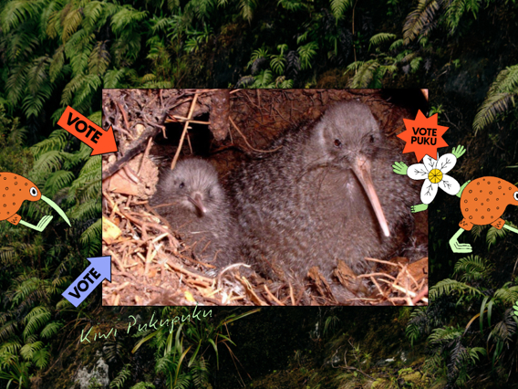 Two kiwi pukupuku sit amongst bright colourful illustrations of nature and stickers that say "vote puku".