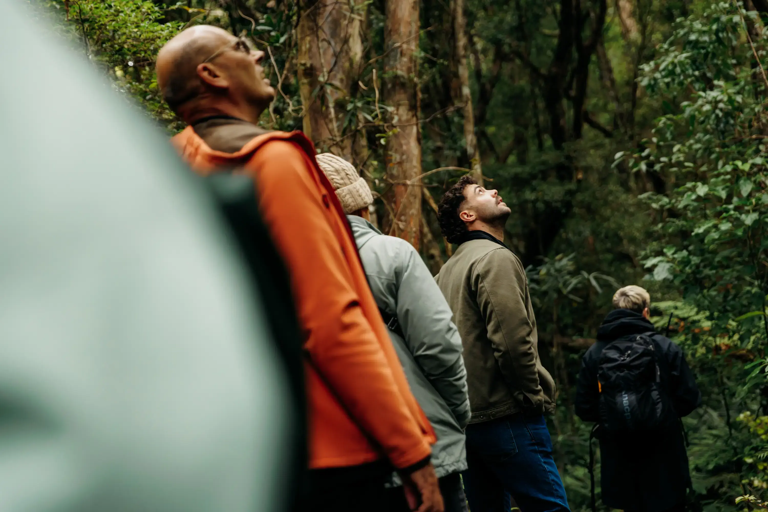 Guests walking through dense native forest.