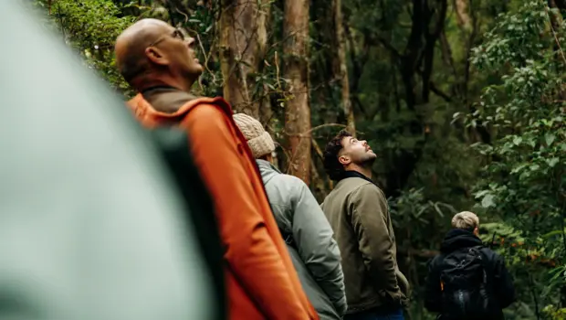 Guests walking through dense native forest.