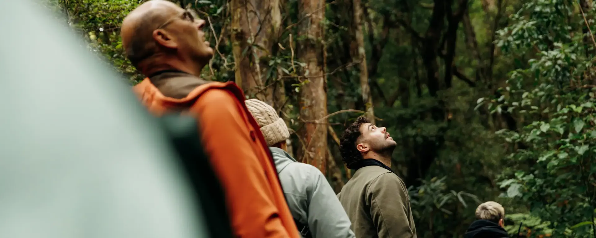 Guests walking through dense native forest.