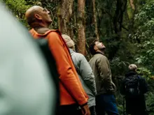 Guests walking through dense native forest.