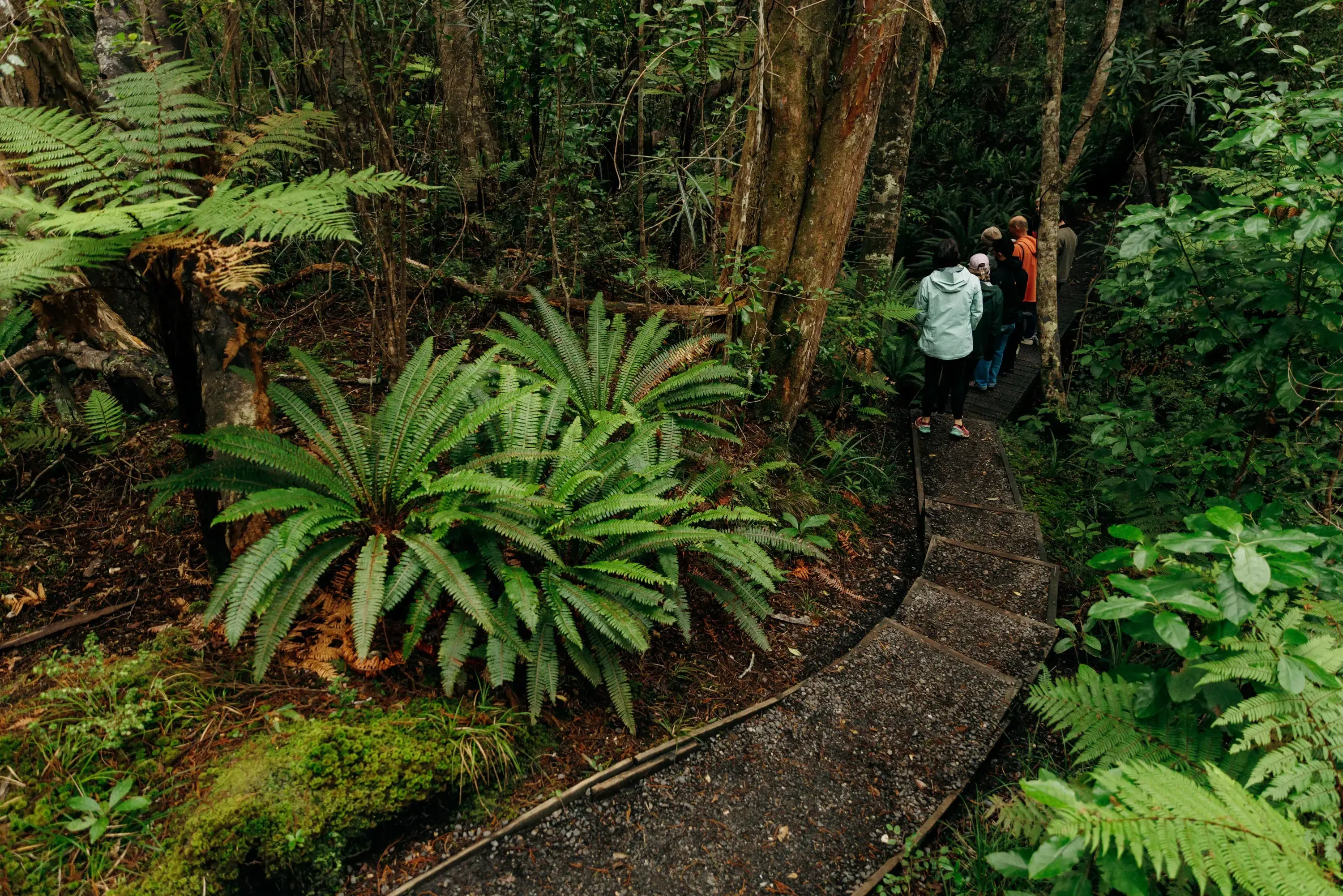 A group of friends on a day walk through lush green forrest.
