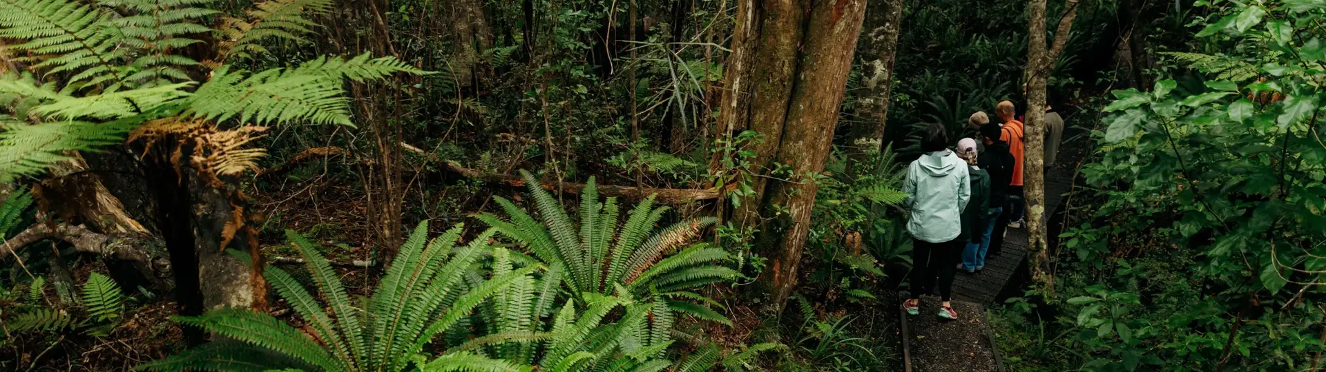 A group of friends on a day walk through lush green forrest.