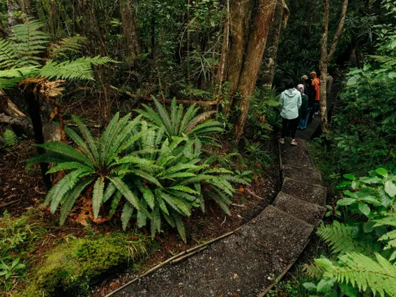 A group of friends on a day walk through lush green forrest.