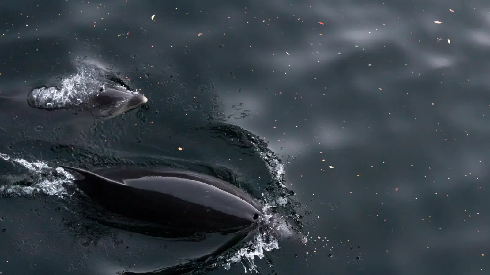 Two bottlenose dolphins pop up on the surface of clear, dark water. 