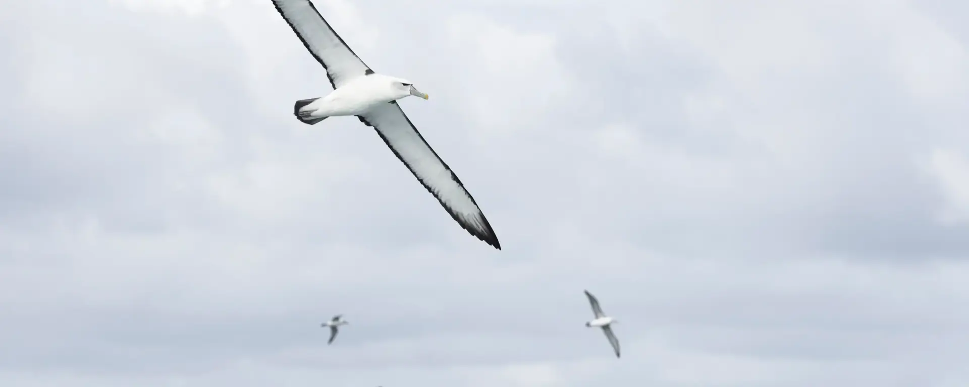 Seabirds flying above the waters of Preservation Inlet.