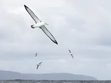 Seabirds flying above the waters of Preservation Inlet.