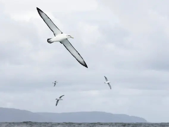 Seabirds flying above the waters of Preservation Inlet.