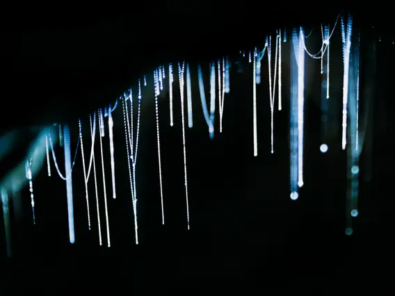 Glowing strands of glowworms illuminating a dark cave.