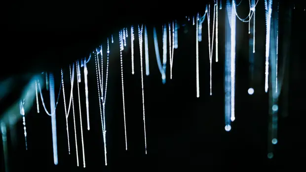Glowing strands of glowworms illuminating a dark cave.