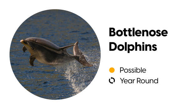 Wildlife block depicting the likelihood of spotting a bottlenose dolphin in Milford Sound.