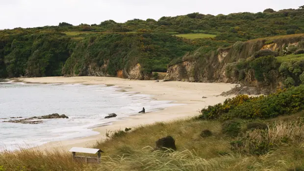 Remote sandy beach bordered by coastal vegetation and native forest.