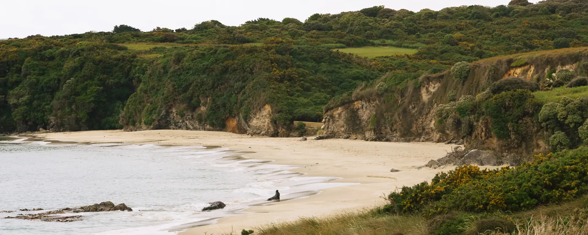 Remote sandy beach bordered by coastal vegetation and native forest.