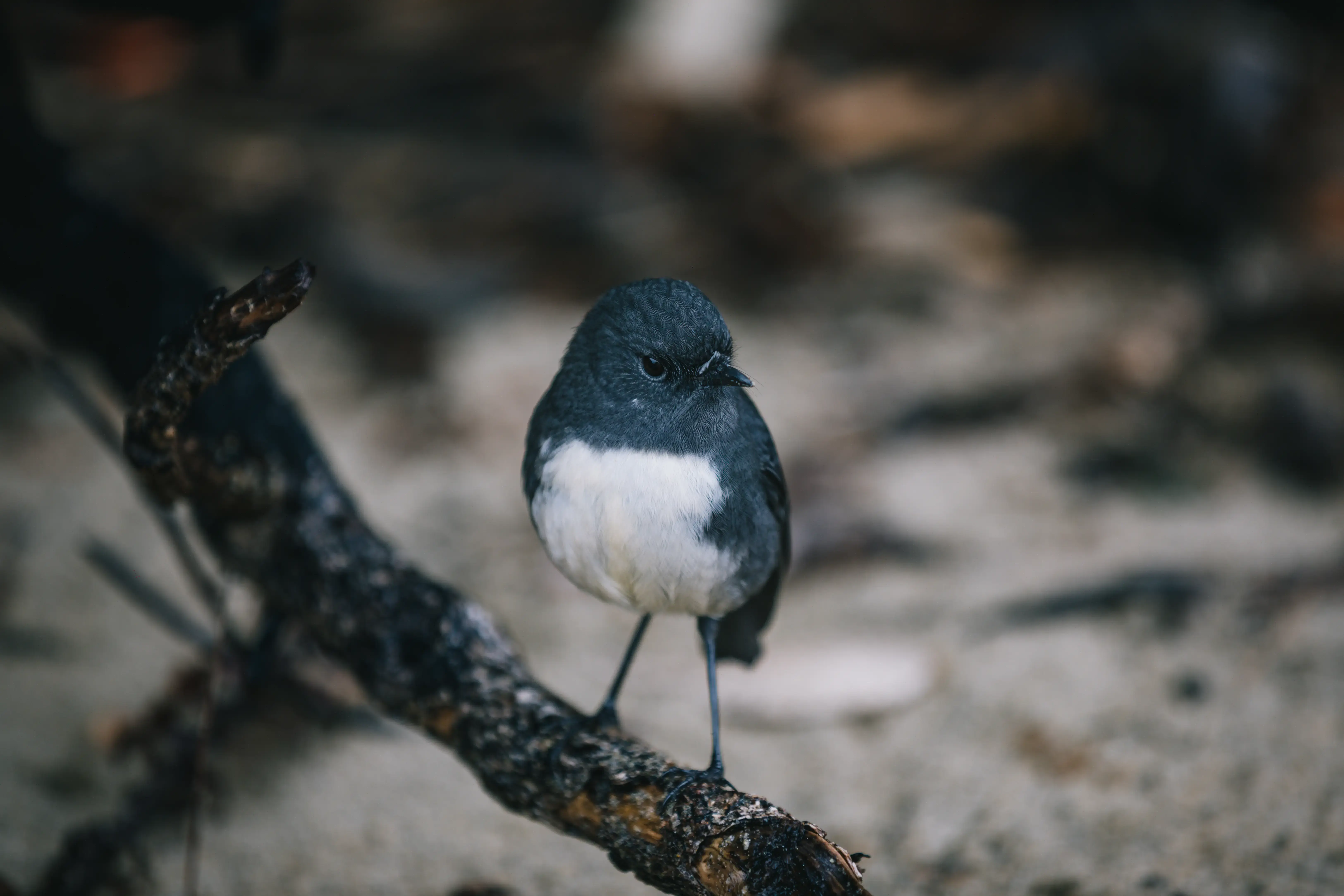 South Island robin perched on a branch.