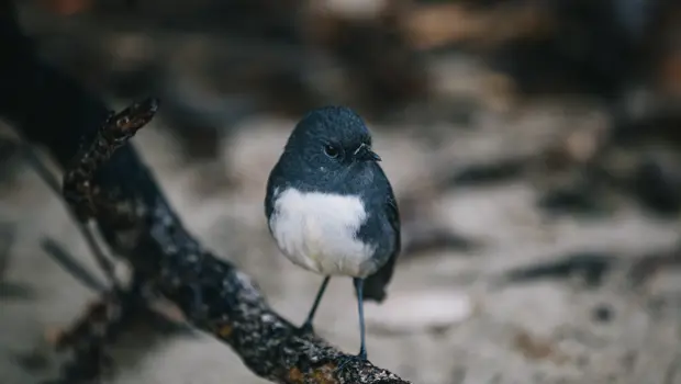 South Island robin perched on a branch.