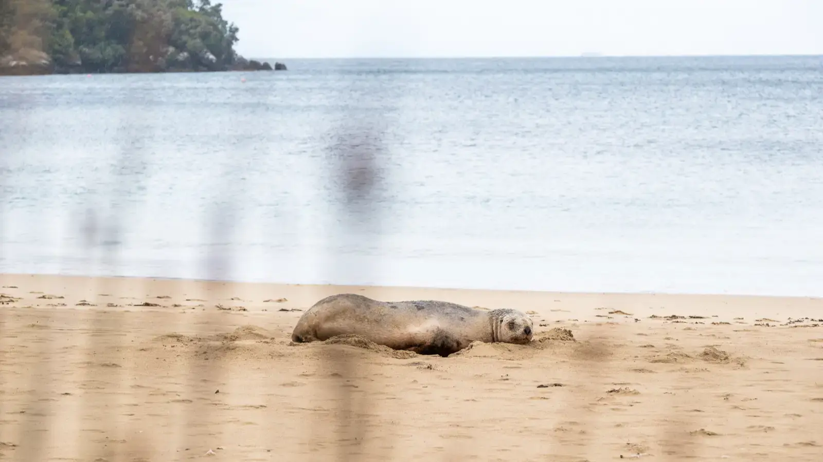 Seal resting on a sandy beach beside calm coastal waters.