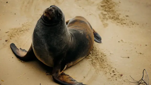 Seal: New Zealand fur seal resting on a sandy beach.