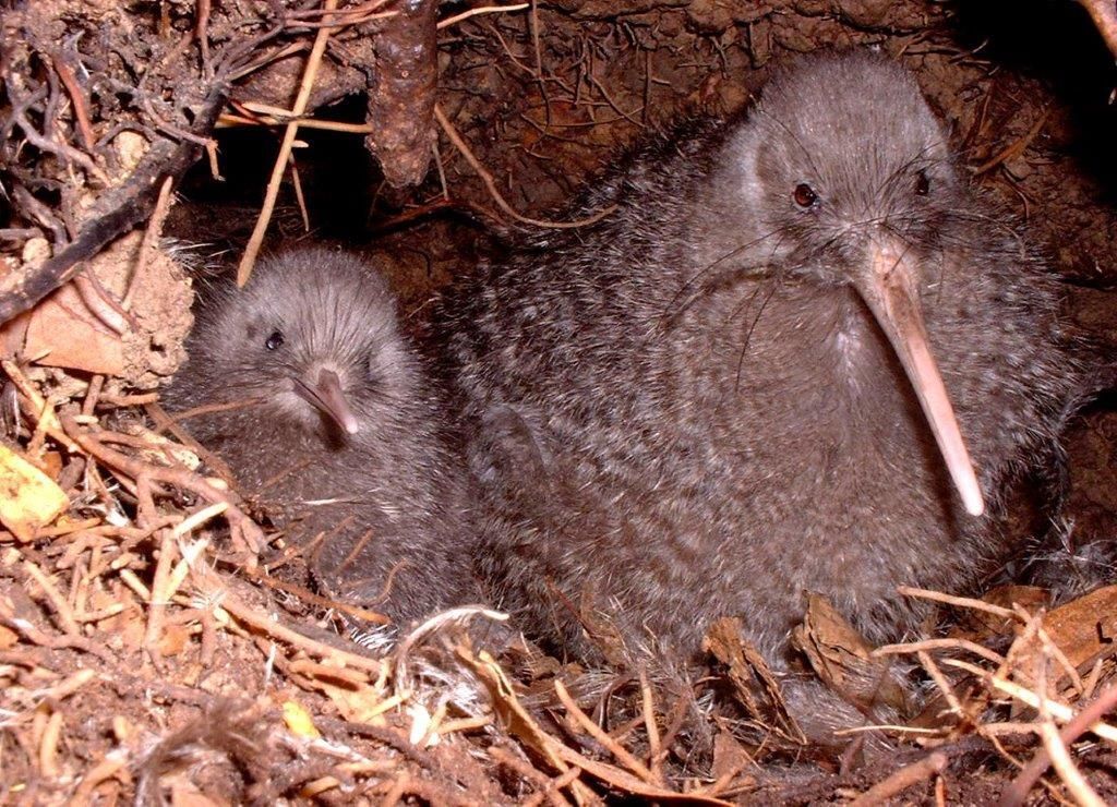 Kiwi Pukupukulittle Spotted Kiwi Male With Chick.