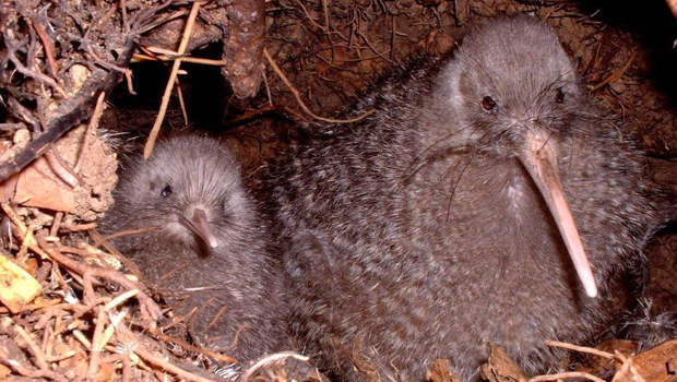 Kiwi Pukupukulittle Spotted Kiwi Male With Chick.
