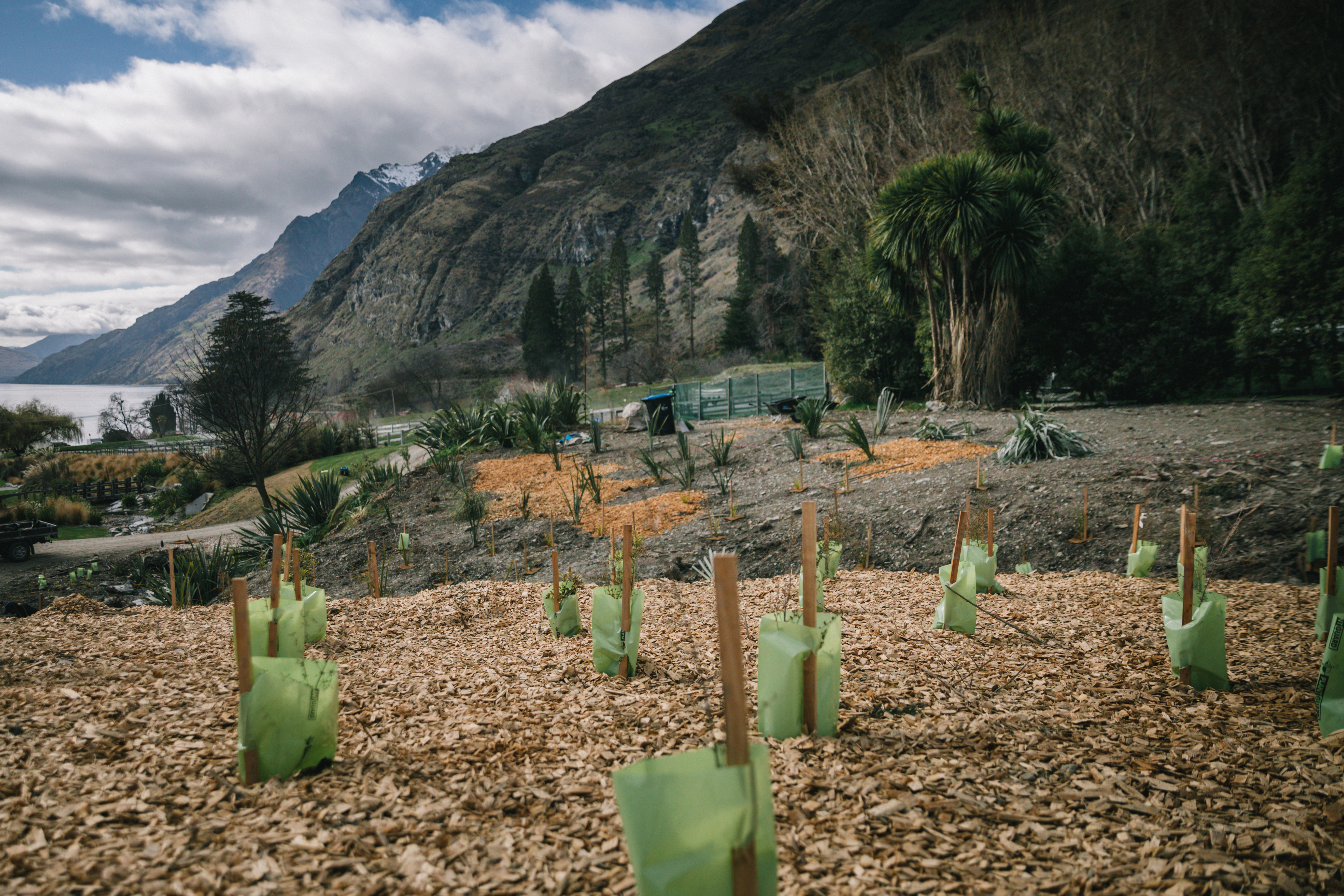 Native seedling freshly planted at Walter Peak Farm. 