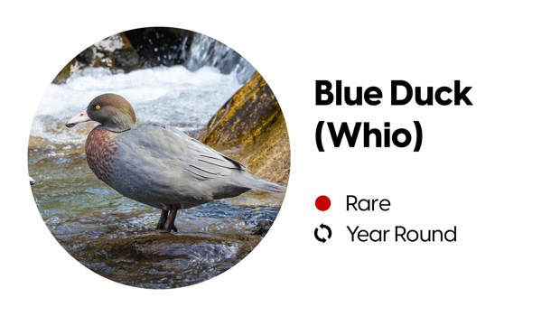 Wildlife block depicting the likelihood of spotting a blue duck (whoi) in Milford Sound.