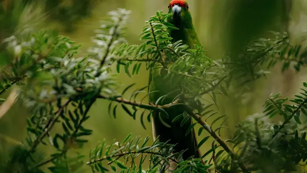 Kākāriki / parakeet: Red-crowned kākāriki perched in native forest.