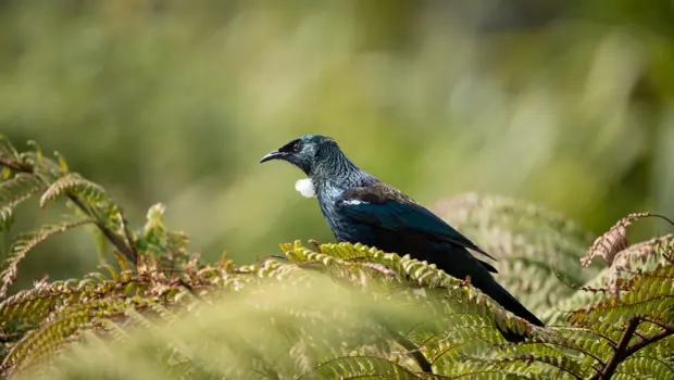 Tūī perched among native ferns on Stewart Island.