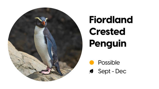 Wildlife block depicting the likelihood of spotting a Fiordland crested penguin in Milford Sound.
