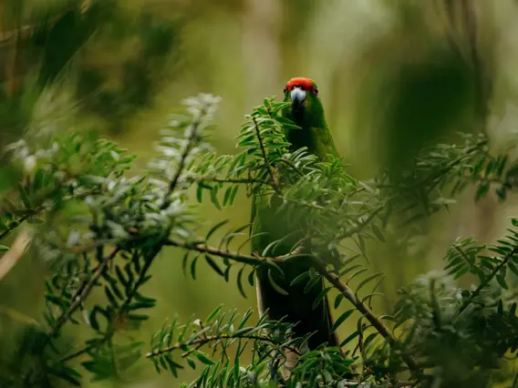 Native parakeet perched among green foliage.