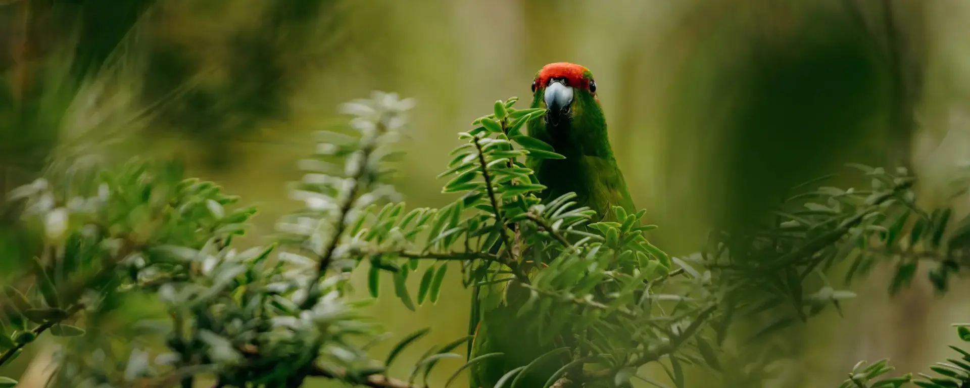 Native parakeet perched among green foliage.