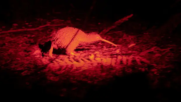 Tokoeka kiwi foraging at night on Stewart Island.