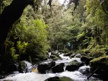 Stream flowing through lush native forest in Dusky Sound.
