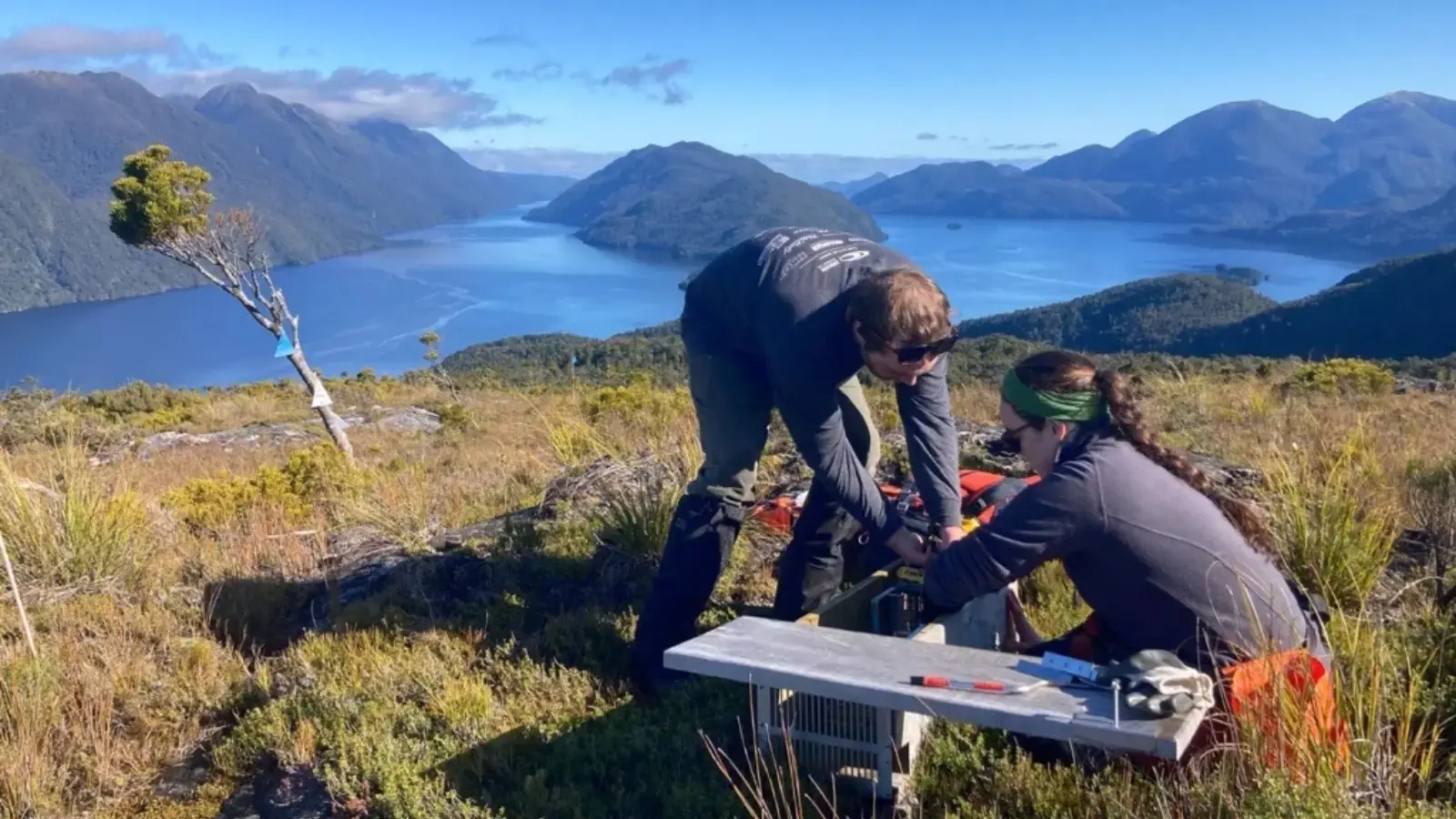Two RealNZ staff check and bate a box trap at the top of Cooper Island, with a view of Dusky Sound on a clear blue sky day in the background.