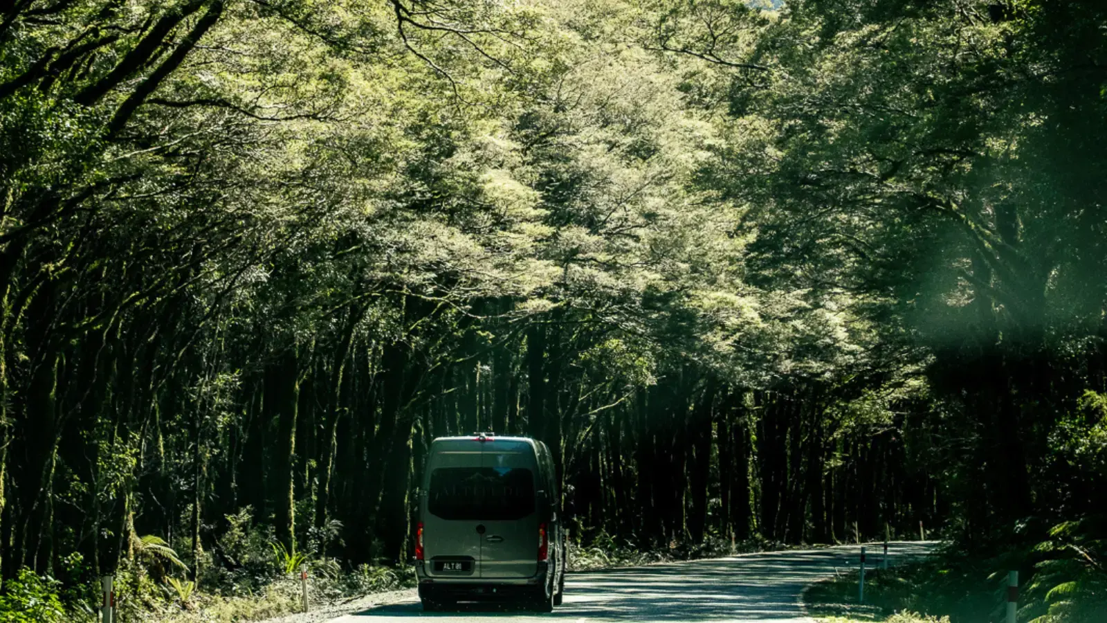 A van drives through a sunlit tunnel of tall native trees on a narrow road.