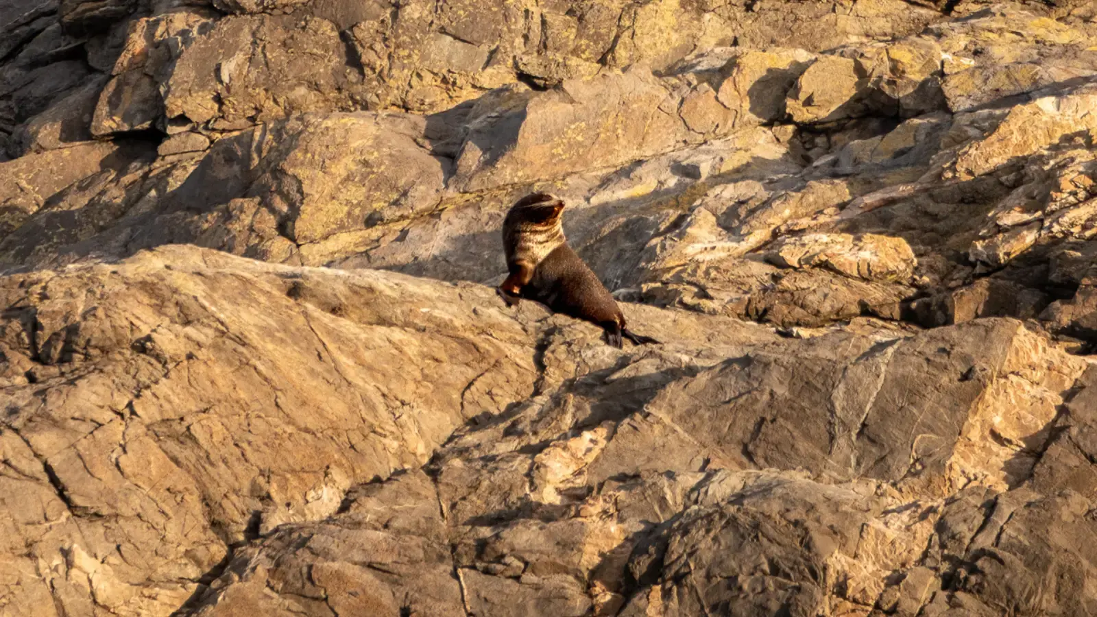A New Zealand fur seal perched on golden, sunlit rocky terrain, looking out over the coastline.