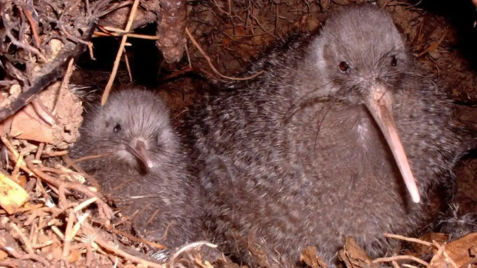 Kiwi pukupuku (little spotted kiwi) with it's chick.