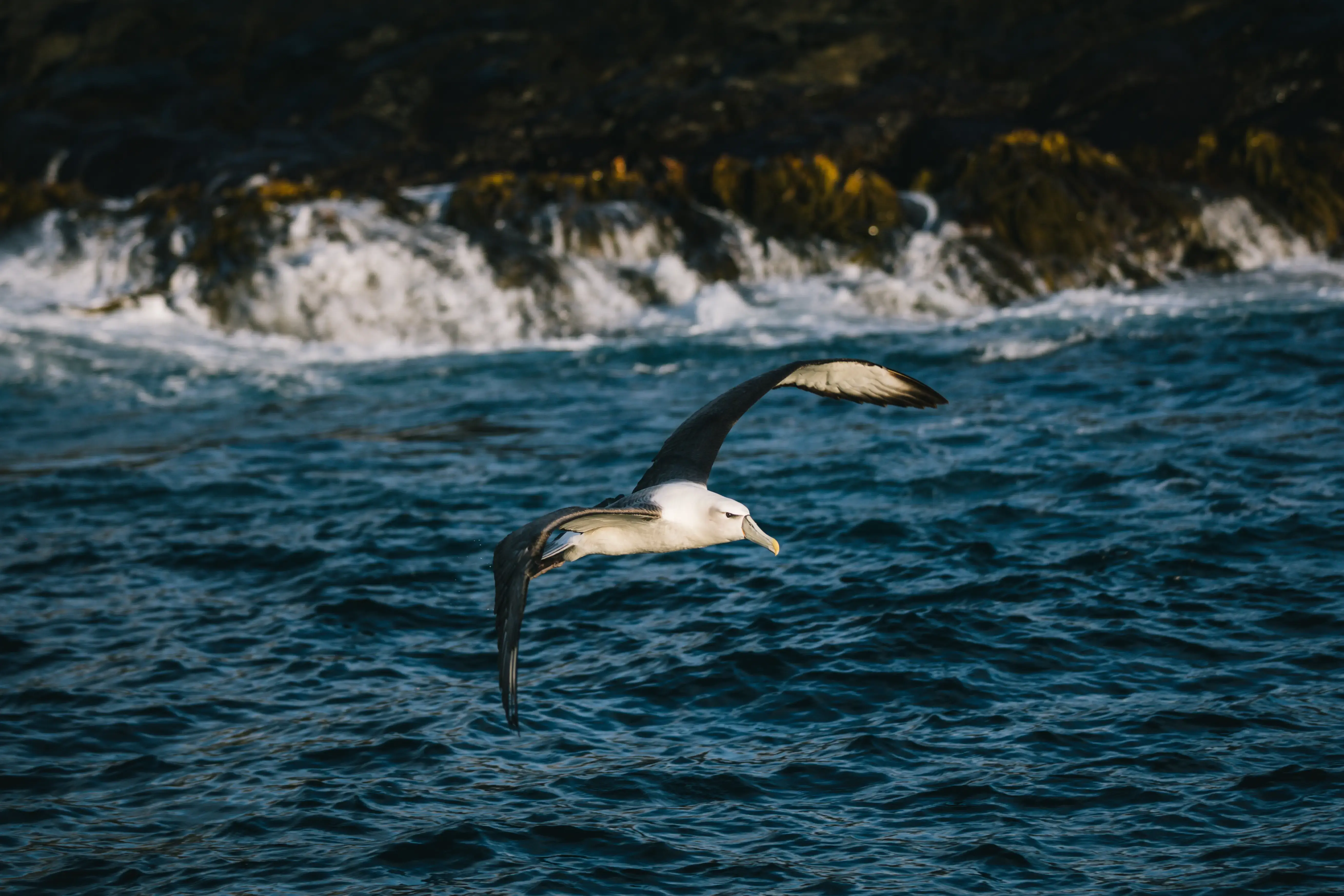 Albatross: Albatross flying low over the waters around Stewart Island.