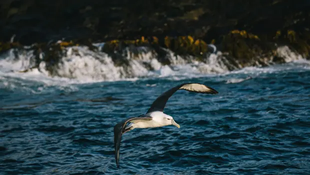 Albatross: Albatross flying low over the waters around Stewart Island.