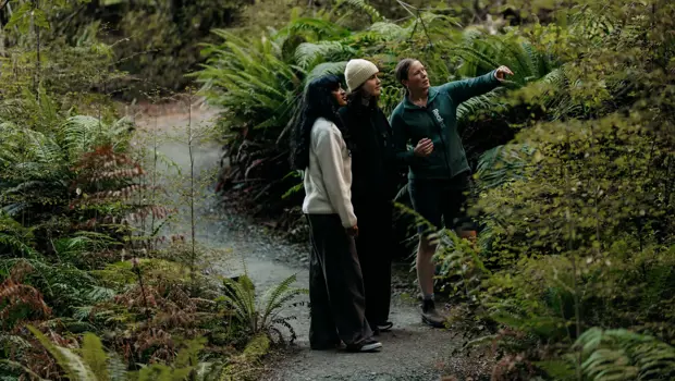 Three people exploring a fern-filled native forest near Te Anau.